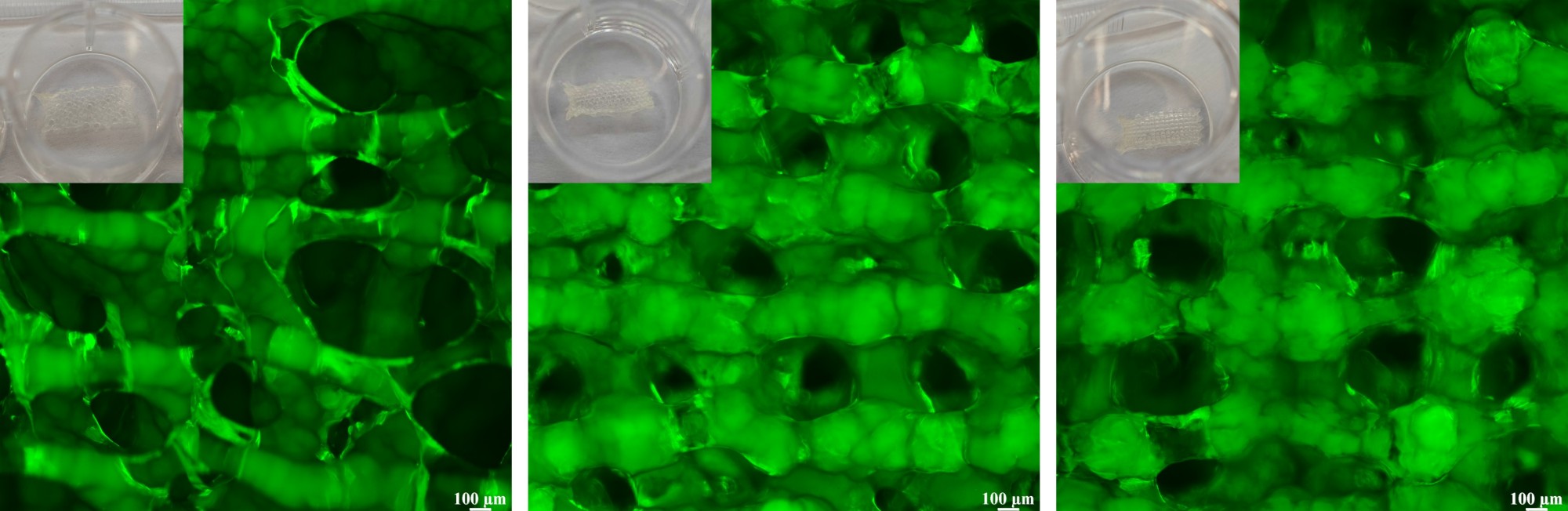 3D printing optimizes immunomodulatory nervous system