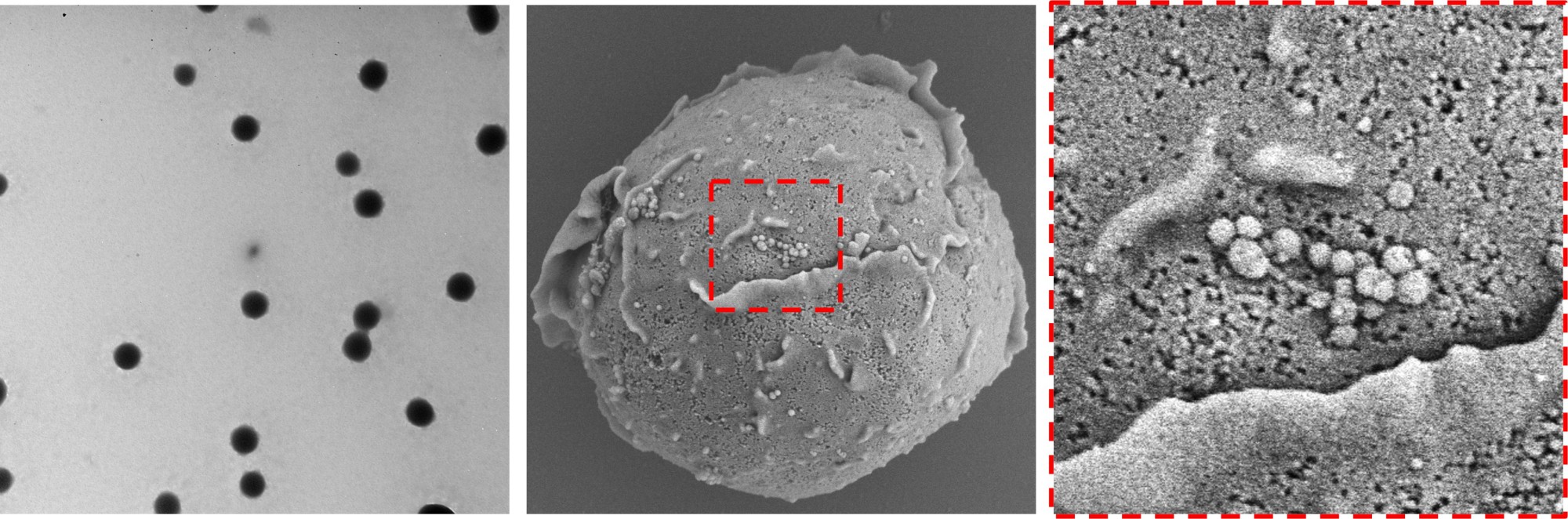 Nanomaterial Cellular Hitchhiking